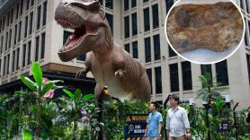 Tiene 82 millones de años, pasó los últimos 40 años olvidado en un cajón y ahora cambia lo que creíamos saber de la Antártida: es el primer dinosaurio hallado en el continente
