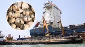 El estrecho de Ormuz se ha reabierto, pero ha aparecido un nuevo enemigo para los barcos: las conchas marinas