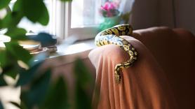 6 señales inesperadas de que una serpiente se esconde en tu casa