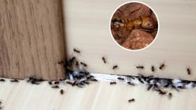 "No paramos de pasar la aspiradora, pero vuelven sin cesar": una hormiga invasora que resiste a los insecticidas coloniza casas enteras en pueblos franceses