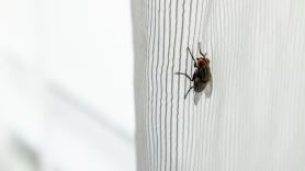 Funciona incluso en verano: cómo mantener las moscas alejadas de tu casa para siempre