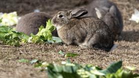 Una plaga de conejos está arruinando los cítricos y obliga a los agricultores a gastar hasta 1.380 euros por hectárea en protegerse