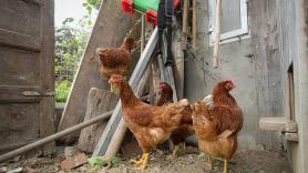 Javier José, 20 años, empezó con 50 gallinas y hoy produce 1.200 huevos diarios: "Gallinas felices, huevos de calidad"