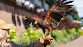 Rufus, el halcón que ahuyenta a las palomas de Wimbledon desde 2008: "Para ellas la hierba es como el caviar"