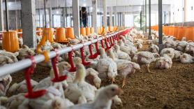 2,5 millones de aves muertas en plena ola de calor: el pollo diseñado para dar carne barata es el peor preparado para el calentamiento del planeta