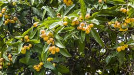 Estas son las cinco especies de árboles que más ayudan a combatir el calor en las ciudades