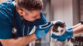 Protege a tu mejor amigo: por qué un seguro para mascotas es la mejor inversión para su salud