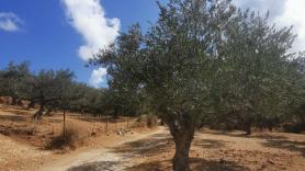 El sumiller de aceite de oliva más joven del mundo tiene 14 años y se formó en Valencia: "No existe el aceite perfecto"