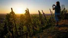 4 grados menos en la ola de calor y un 41% menos de agua: a viticultora que cubre sus viñas con paneles solares pilotados por IA