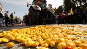 La UE explica por qué no preparó mecanismos ante Mercosur para defender la naranja de Valencia: "Las importaciones de Brasil han caído a 600.000 toneladas"