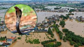 Unas 800 serpientes, cobras venenosas incluidas, escapan de una granja arrasada por las inundaciones: piden a los vecinos que no intenten capturarlas
