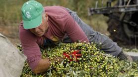 La nueva amenaza para el aceite de oliva español llega de las antípodas y enciende la alarma en la UE: "Es un mercado estratégico e importante"