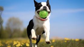 Los perros no ven en blanco y negro: esto es lo que tu perro ve realmente cuando le lanzas la pelota