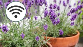 Una granja de lavanda instala wifi en pleno campo para los influencers que viajan de todo el mundo a fotografiarla: “Cuando la plantamos no existía Instagram”