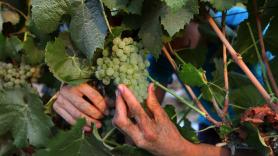La familia ucraniana que vendimia alrededor de un cohete ruso sin explotar clavado entre sus cepas de chardonnay