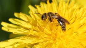 "Estamos luchando contra Satanás": La guerra para salvar a las abejas de una invasión de avispas