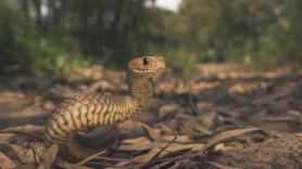 Una mujer se salva la vida tras ser mordida por una serpiente marrón oriental mortal: quedó atrapada en la rueda de su bicicleta