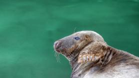 Ni hoteles, ni ferris, ni habitantes: la 'Isla del Diablo' donde Grecia encerró a 20.000 presos políticos es hoy el mayor refugio de la foca monje del Mediterráneo