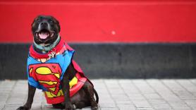 ¿Llevar a tu perro al parque de atracciones? Ahora puedes hacerlo