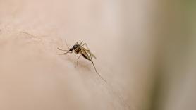 Un pequeño hábito que te ayudará a evitar muchas picaduras de mosquitos este verano