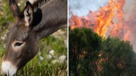 Ni hidroaviones ni cortafuegos con maquinaria: los pueblos españoles que confían la prevención de incendios a burros con GPS que caminan 19 kilómetros al día