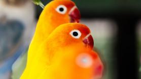 Toda la variedad infinita del canto de los pájaros se reduce a solo 8 sonidos básicos: lo demuestra un análisis de 100.000 cantos de 3.000 especies
