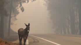 Entre la esperanza y las llamas, la lucha por salvar la vida a cientos de animales de los incendios: "Son parte de la familia"