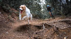 "Nos siguió durante todo el camino a través del barro y los senderos": un perro corre durante más de 40 kilómetros junto a ciclistas, y luego su gesto cambia su vida