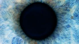 El verdadero cíclope: hace 600 millones de años vivió un antepasado tuerto; los investigadores lo consideran el origen de nuestros ojos