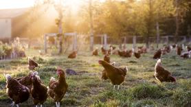 Los huevos ecológicos emiten el doble de CO2 que los de gallinas enjauladas, según un estudio de Oxford: hacen falta más aves para los mismos huevos