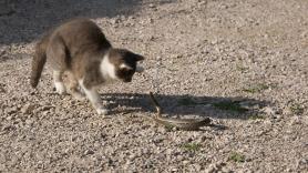Una cobra ataca a un gato, pero el final es sorprendente: el duelo, grabado en vídeo, conquista internet