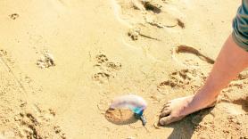 Francia cierra playas a media hora de la frontera española por carabelas portuguesas: su veneno sigue activo días después de muertas