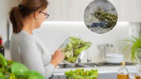Una mujer abre una bolsa de ensalada recién comprada y encuentra un sapo verde vivo: el gesto de la mujer le salva la vida