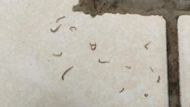 Larvas en el baño del tamaño de granos de arroz: qué son y cómo eliminarlas sin usar veneno