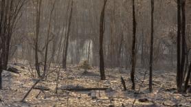 El incendio de Niebla (Huelva) recorre ya 20.000 hectáreas: "Fuera de capacidad de extinción"