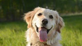 Una golden retriever recupera el ánimo con la ayuda inesperada de un pato y su amistad conquista las redes: "Ha vuelto a sonreír"