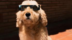 No, no es recomendable poner las gafas de eclipse a los perros ni obligarles a mirar