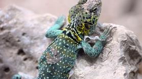 Descubren una nueva especie de lagarto en Tailandia y los científicos la bautizan con un homenaje a 'La casa del dragón': "Tres características se reflejan en el animal real"
