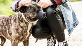 Anastasia, diseñadora de bozales caninos: "Se usan para mucho más que con perros agresivos, algunos los llevan para no comer basura o cosas tóxicas del suelo"