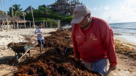 Cancún en problemas: las playas más turísticas de México están lidiando con una enorme plaga de algas invasoras