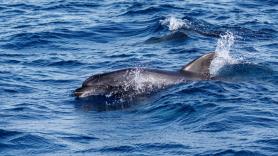 Los expertos en delfines marinos están asombrados: descubren a uno de estos mamíferos usando 'herramientas' bajo el agua