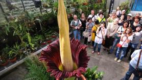 La flor más grande del mundo procede de Indonesia pero hay un ejemplar en Suiza: pesa 117 kilos, mide más de tres metros y se abre durante 48 horas