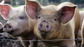 Buscan voluntarios para vivir gratis en Hawái a cambio de dedicar 20 horas a la semana cuidando cerdos rescatados en un santuario: “Normalicemos salvar animales”