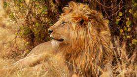 Alarma por la posible presencia de un león en la sierra de Toledo: un repartidor asegura haberlo visto