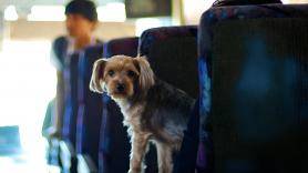Sharon, la conductora de 56 años que lleva un autobús solo para perros: "Es tan divertido que no me veo haciendo otra cosa"