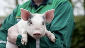 Abandonado con un biberón y una bolsa de galletas: el cerdito 'Bacon' se convierte en un símbolo del abandono animal