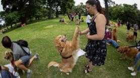 ¿Por qué los perros inclinan la cabeza cuando les hablas?