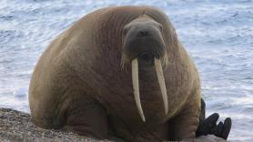Una morsa aparece en un bosque de Noruega y la explicación no es el cambio climático: "Si no hubiera visto las fotos no lo habría creído"