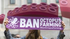 Cristina Ibáñez, abogada, tras tumbar la granja de pulpos de Canarias: "Es solo el principio del fin, en España sigue sin estar prohibida esta acuicultura"