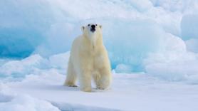 Noruega multa con 4.500 euros a un gracioso que encendió la sirena antiniebla de su barco para despertar un oso polar: “Se tuvo que ir a otro sitio”